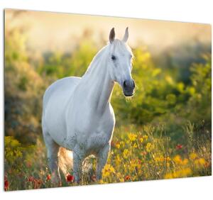 Slika belega konja na travniku (70x50 cm)