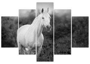 Slika belega konja na travniku, črno-bela (150x105 cm)