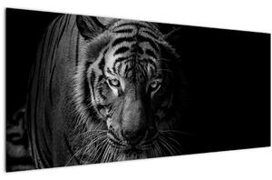 Slika divjega tigra (120x50 cm)