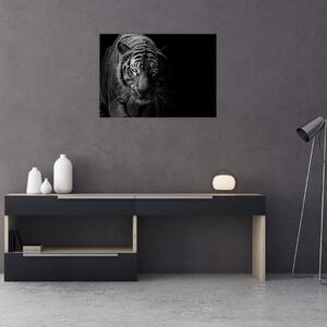 Staklena slika divjega tigra (70x50 cm)