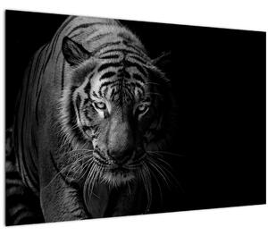 Slika divjega tigra (90x60 cm)