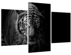 Slika divjega tigra (90x60 cm)