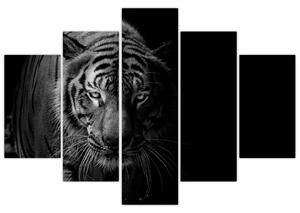 Slika divjega tigra (150x105 cm)