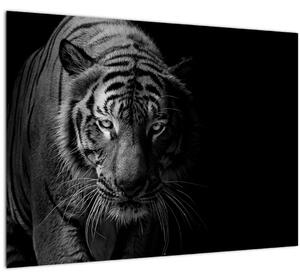 Staklena slika divjega tigra (70x50 cm)