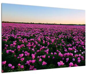 Slika - Travnik vijoličnih tulipanov (90x60 cm)