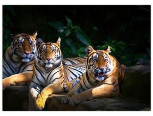 Slika - Tiger bratje (70x50 cm)