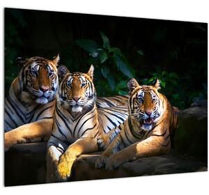 Slika - Tiger bratje (70x50 cm)