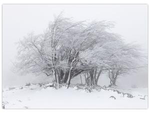 Slika - Bela zima (70x50 cm)