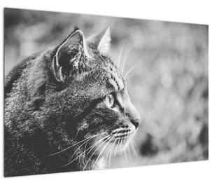 Slika - Mačka (90x60 cm)