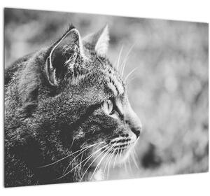 Staklena slika - Mačka (70x50 cm)