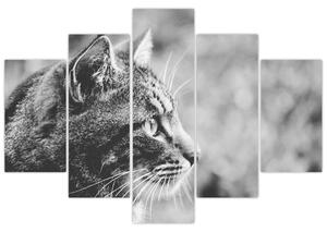 Slika - Mačka (150x105 cm)
