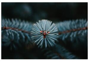 Slika grančice crnogoričnog drveta (90x60 cm)