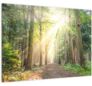 Slika staze u šumi (70x50 cm)