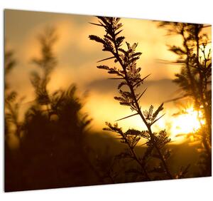 Staklena slika - Zalazak sunca iza stabala (70x50 cm)