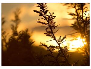 Slika - Zalazak sunca iza stabala (70x50 cm)