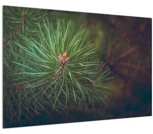 Slika - Detalj stabla bora (90x60 cm)