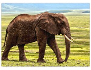 Slika slona (70x50 cm)