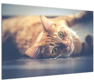 Slika mačke na podu (90x60 cm)