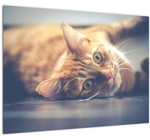 Staklena slika mačke na podu (70x50 cm)