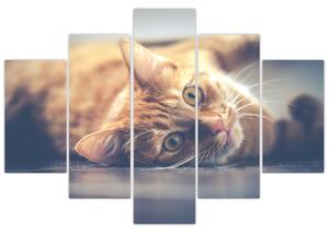 Slika mačke na podu (150x105 cm)