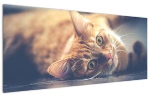 Slika mačke na podu (120x50 cm)