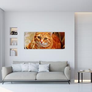 Slika mačke koja leži (120x50 cm)