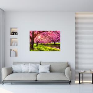 Slika procvjetalih trešanja, Hurd Park, Dover, New Jersey (90x60 cm)