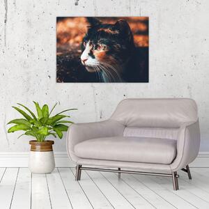 Slika - Pogled mačke (70x50 cm)