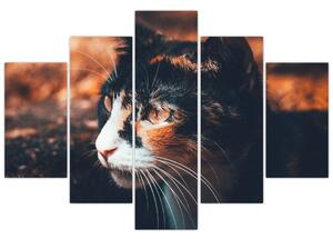 Slika - Pogled mačke (150x105 cm)