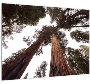 Staklena slika - Pogled kroz krošnje stabala (70x50 cm)