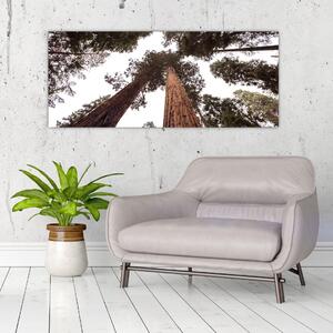 Slika - Pogled kroz krošnje stabala (120x50 cm)