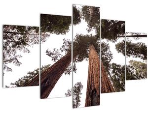 Slika - Pogled kroz krošnje stabala (150x105 cm)