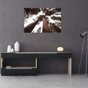 Slika - Pogled kroz krošnje stabala (90x60 cm)