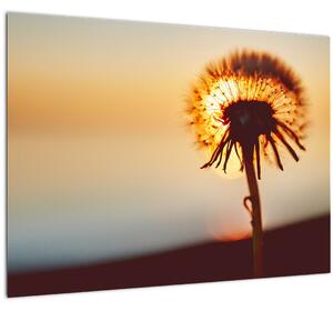 Slika Maslačak pri zalasku sunca (70x50 cm)