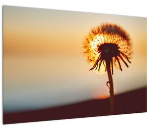 Slika Maslačak pri zalasku sunca (90x60 cm)