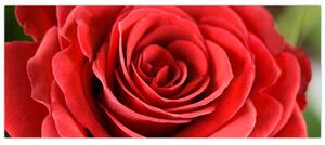 Slika cvijeta ruže (120x50 cm)