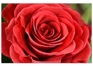Slika cvijeta ruže (90x60 cm)