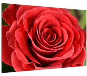 Slika cvijeta ruže (90x60 cm)