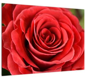Staklena slika cvijeta ruže (70x50 cm)