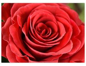 Slika cvijeta ruže (70x50 cm)