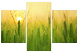 Slika polja sa žitom (90x60 cm)