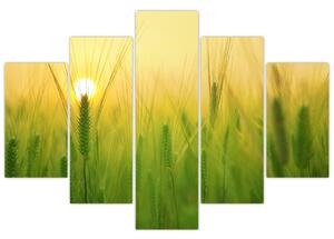 Slika polja sa žitom (150x105 cm)