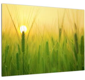 Slika polja sa žitom (70x50 cm)