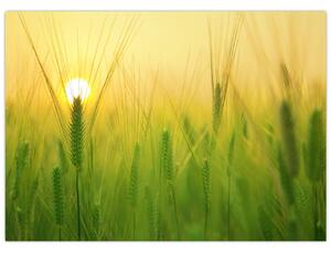 Slika polja sa žitom (70x50 cm)