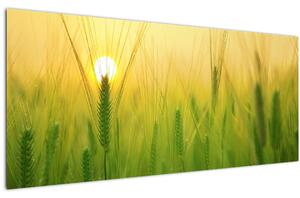 Slika polja sa žitom (120x50 cm)