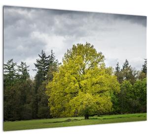 Slika zelenog stabla usred polja (70x50 cm)