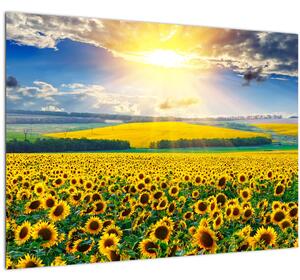 Slika - Polje suncokreta (70x50 cm)