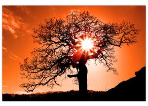 Slika - Stablo hrasta pri zalasku sunca (90x60 cm)