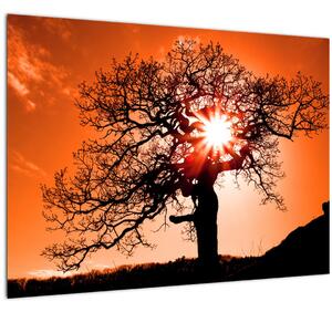 Staklena slika - Stablo hrasta pri zalasku sunca (70x50 cm)