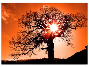 Slika - Stablo hrasta pri zalasku sunca (70x50 cm)